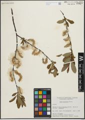 Foto von Salix planifolia Pursh